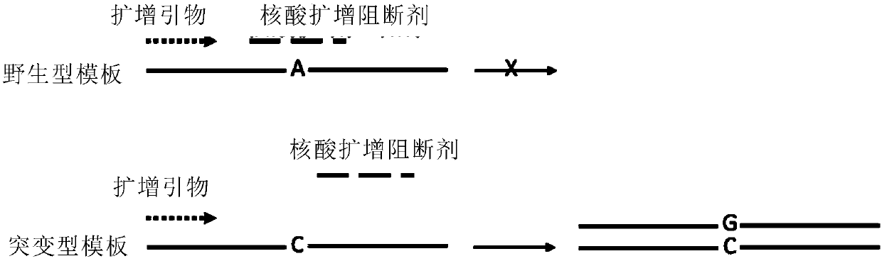 Nucleic acid amplification blocking agent for detecting low-abundance mutant sequences and application