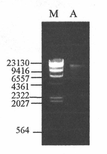 Gene contained in A.xylosoxidans LHB21 strain and used for coding catechol 2,3-dioxygenase