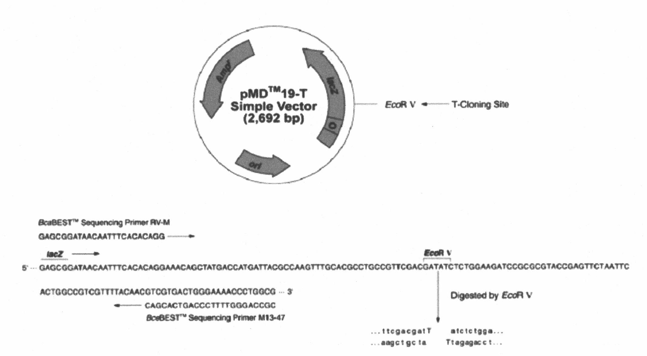 Gene contained in A.xylosoxidans LHB21 strain and used for coding catechol 2,3-dioxygenase