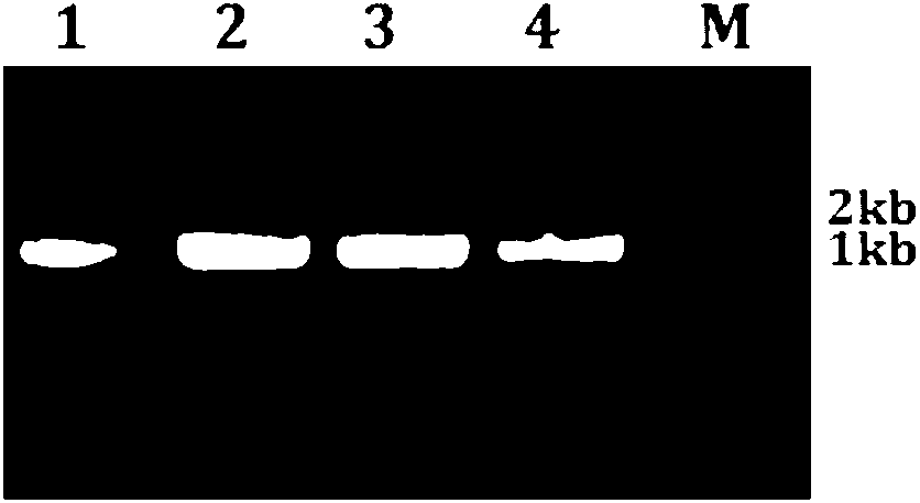 Specific molecular markers of eIF4E.a mutation site of Chinese cabbage and application of Specific molecular markers