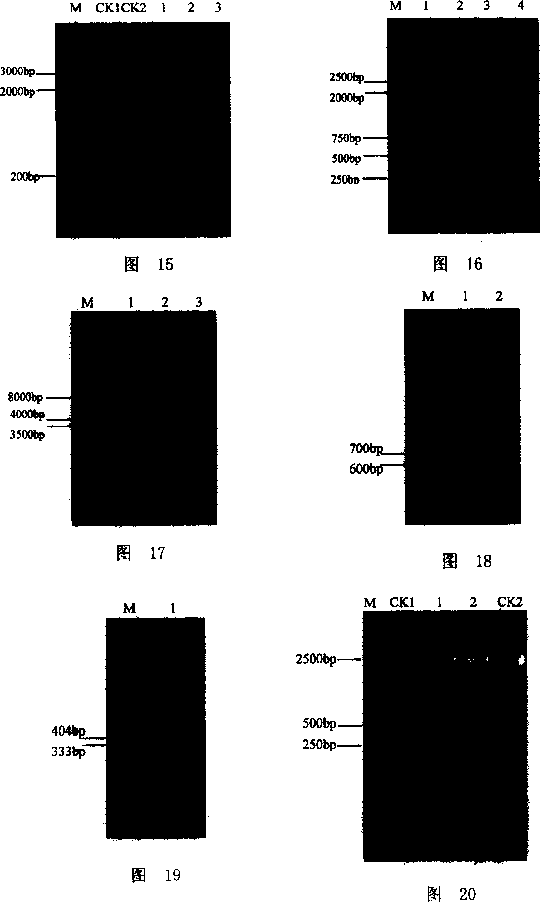 Tomato RNA virus host factor and genes encoding same and use thereof