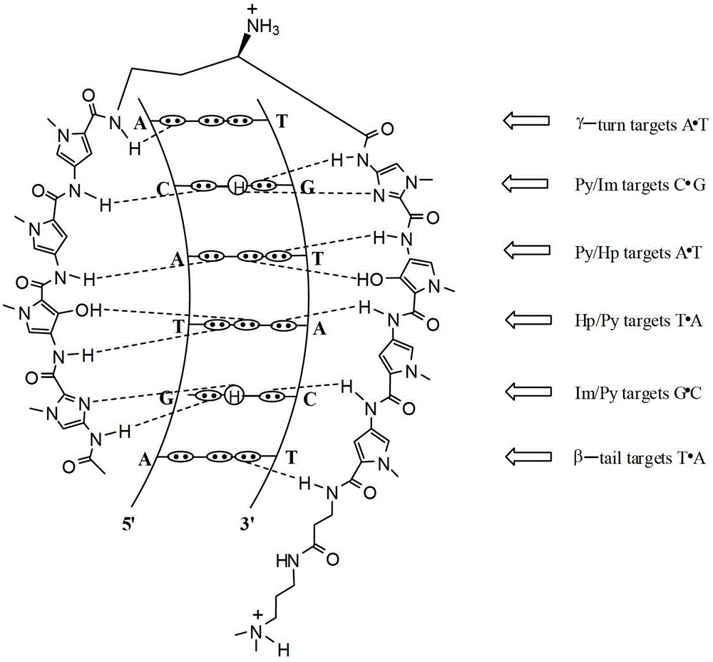 Hairpin polyamide modified by chiral (S)-beta-hydroxyl-gamma-amino acid and application for same