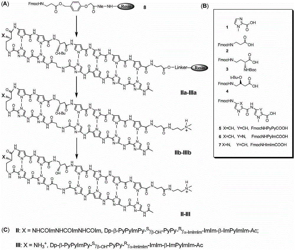 Hairpin polyamide modified by chiral (S)-beta-hydroxyl-gamma-amino acid and application for same