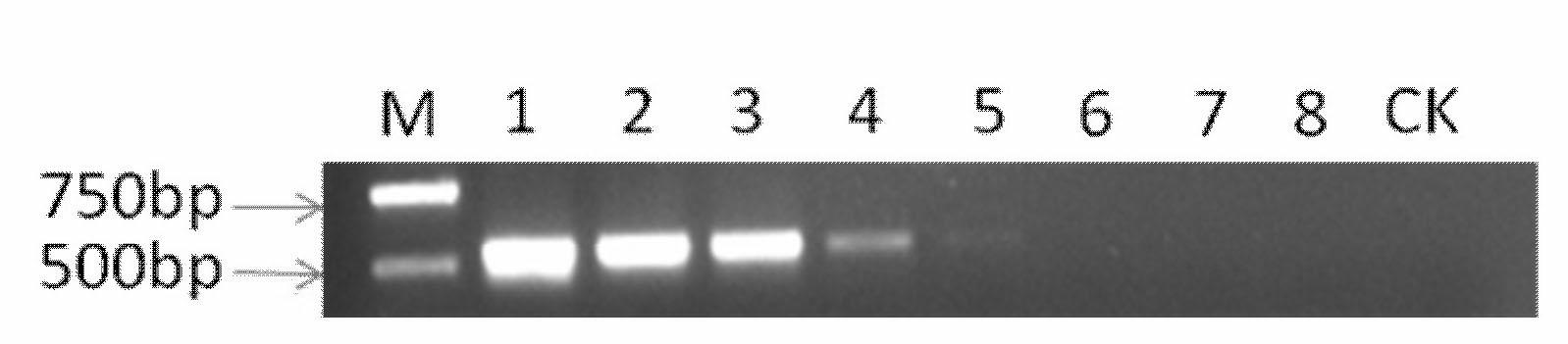 Detection primers and molecular detection method for pathogenic fungi of corn common rust