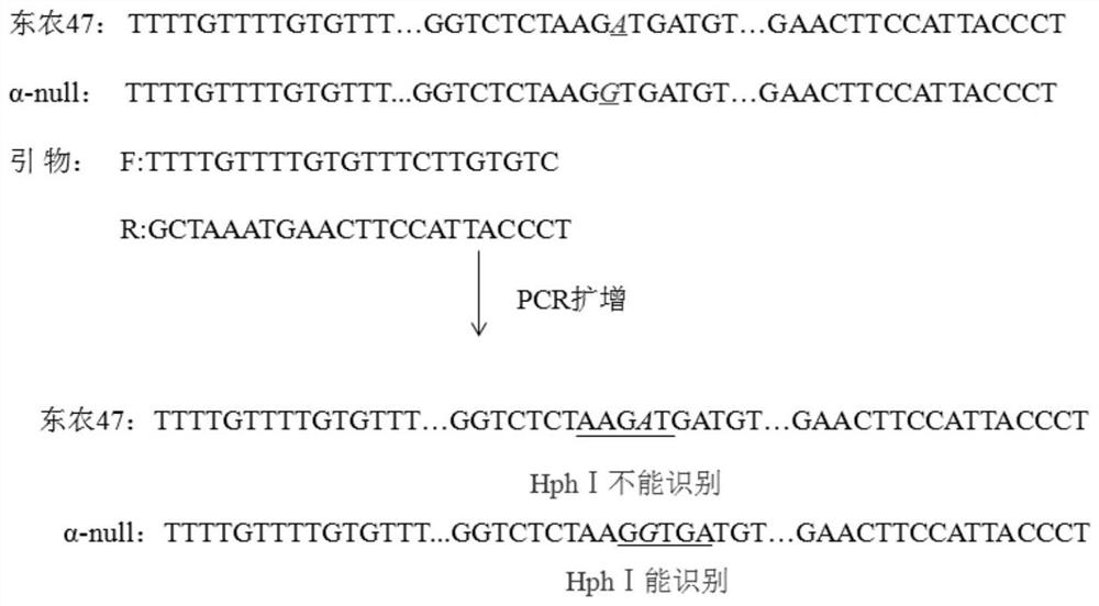 A kind of specific caps molecular marker snp545 and method for identifying hypoallergenic special purpose soybean varieties and its application