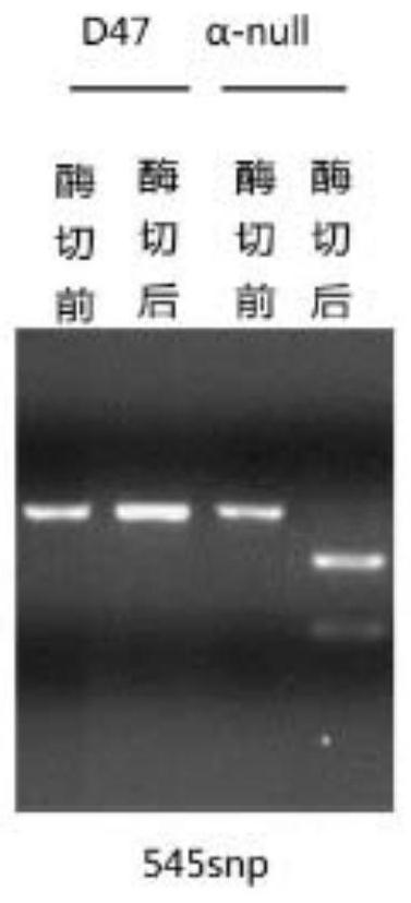 A kind of specific caps molecular marker snp545 and method for identifying hypoallergenic special purpose soybean varieties and its application