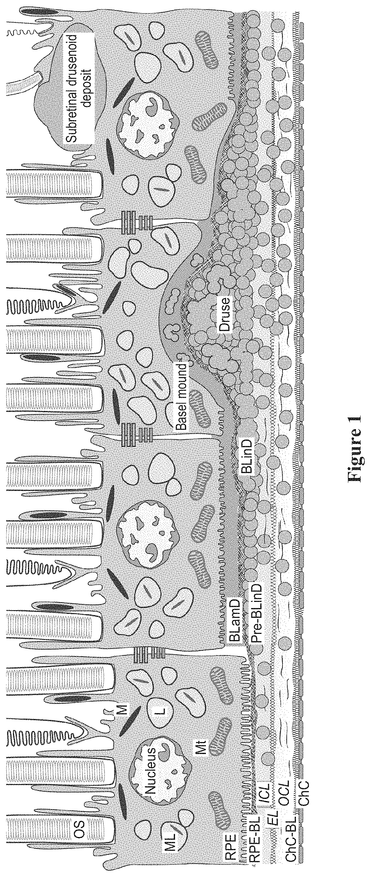 Topical delivery of therapeutic agents using cell-penetrating peptides for the treatment of age-related macular degeneration and other eye diseases