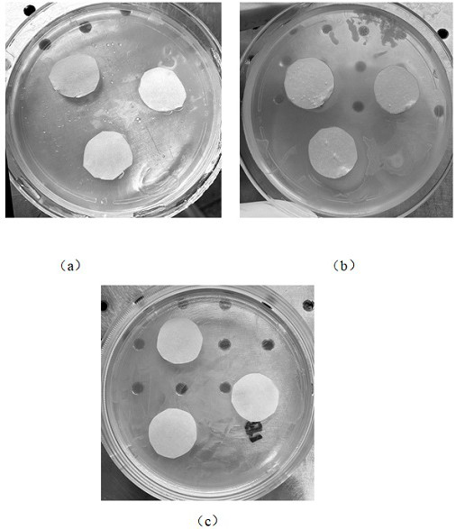 Liquid dressing for promoting wound repair and preparation method thereof