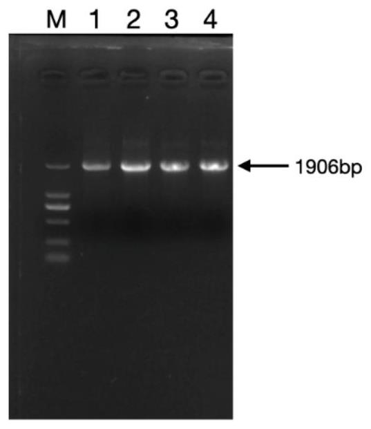 SNP (Single Nucleotide Polymorphism) for selecting piglets with high diarrhea resistance, detection method and application of SNP