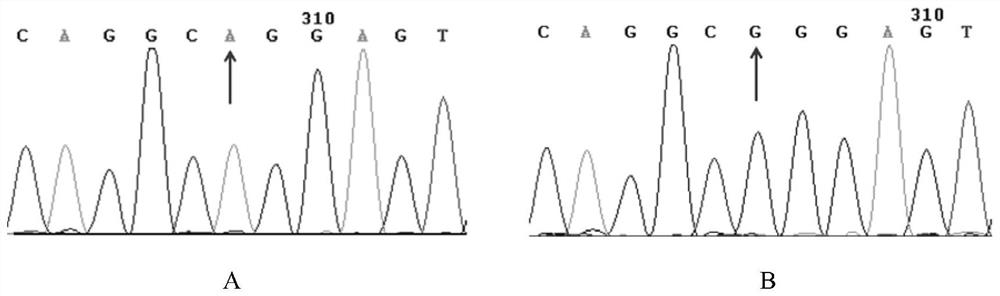 SNP (Single Nucleotide Polymorphism) for selecting piglets with high diarrhea resistance, detection method and application of SNP