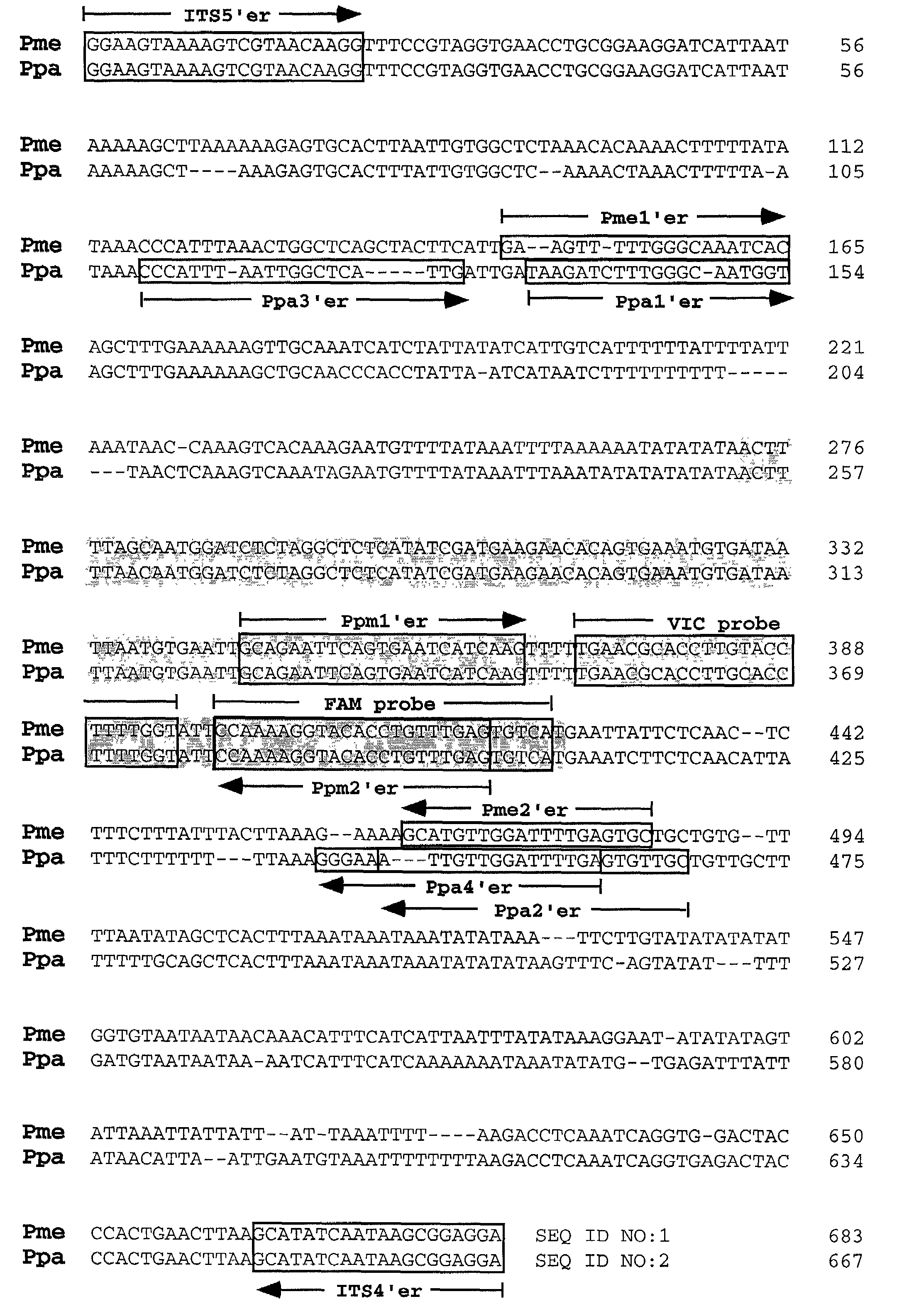 PCR methods for the identification and detection of the soybean rust pathogen <i>Phakopsora pachyrhizi </i>