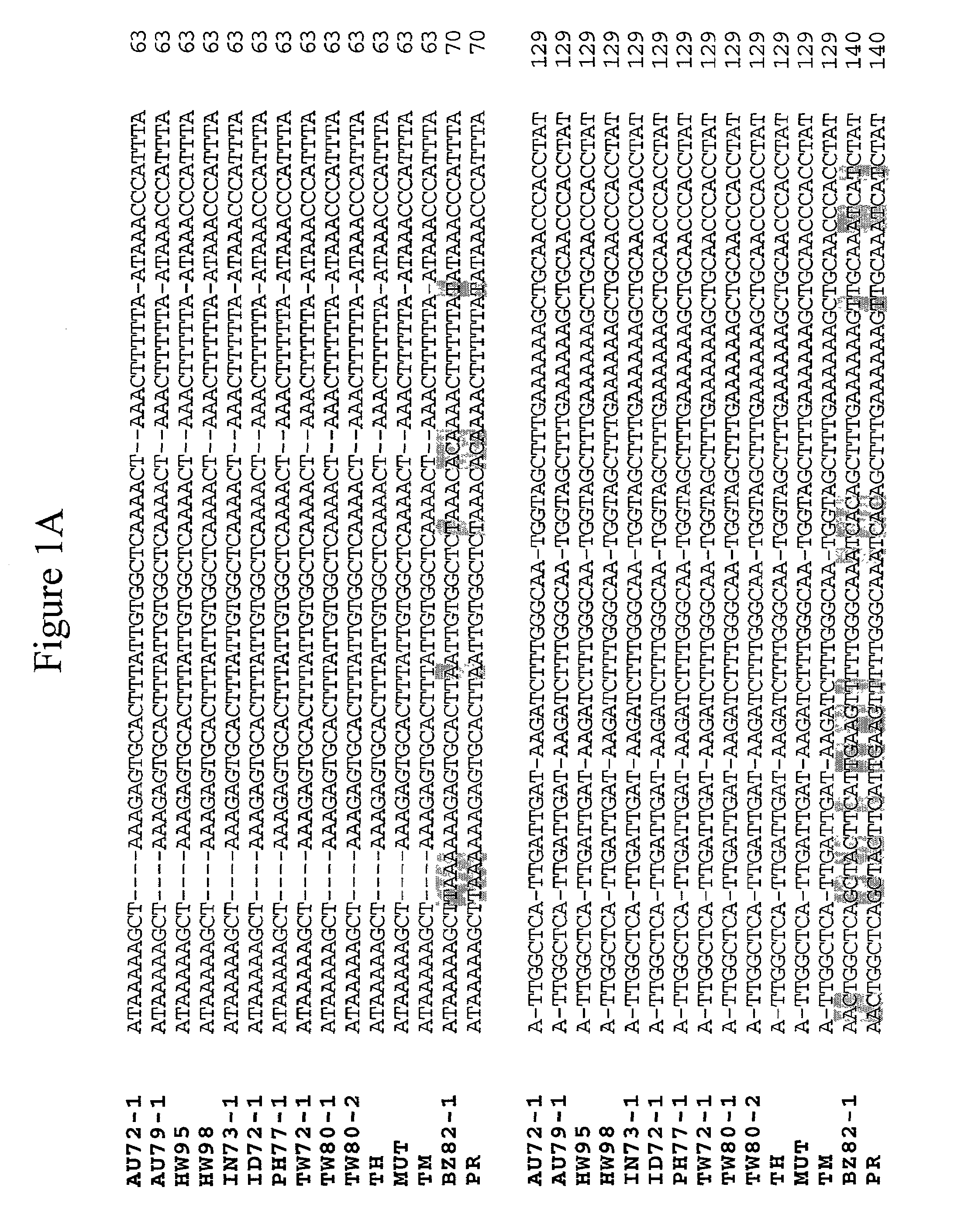 PCR methods for the identification and detection of the soybean rust pathogen <i>Phakopsora pachyrhizi </i>