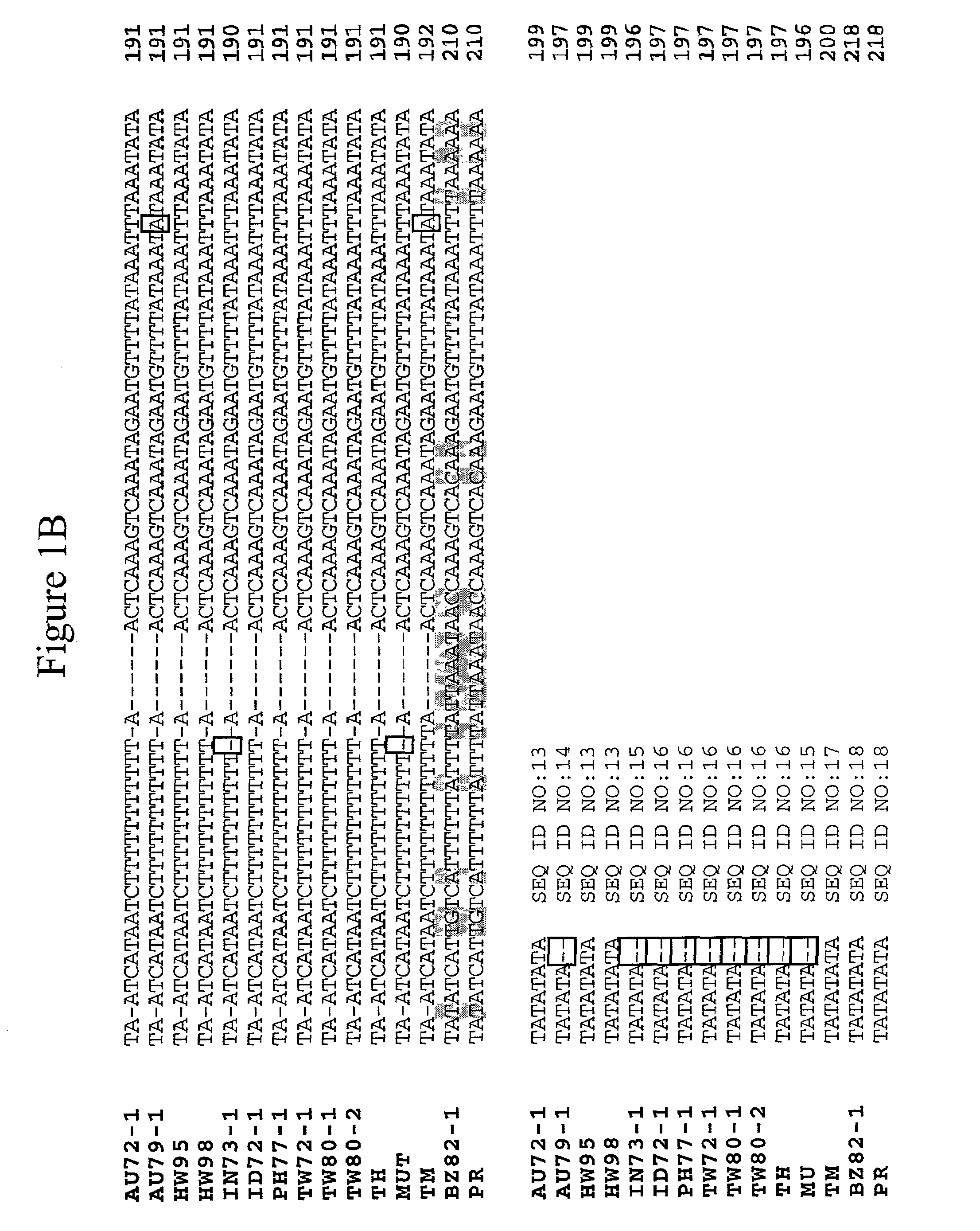 PCR methods for the identification and detection of the soybean rust pathogen <i>Phakopsora pachyrhizi </i>