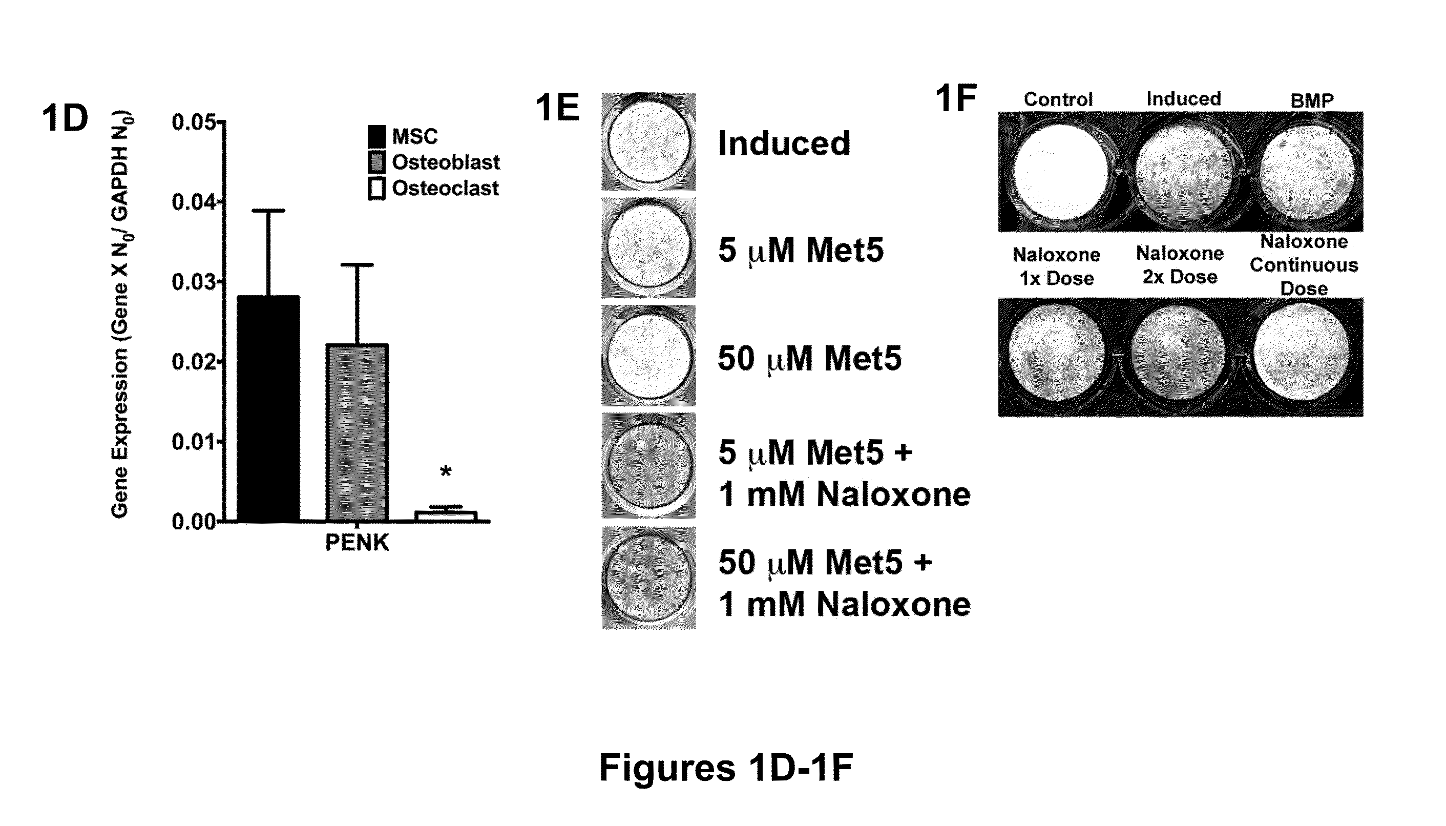 Compositions and methods to promote bone formation