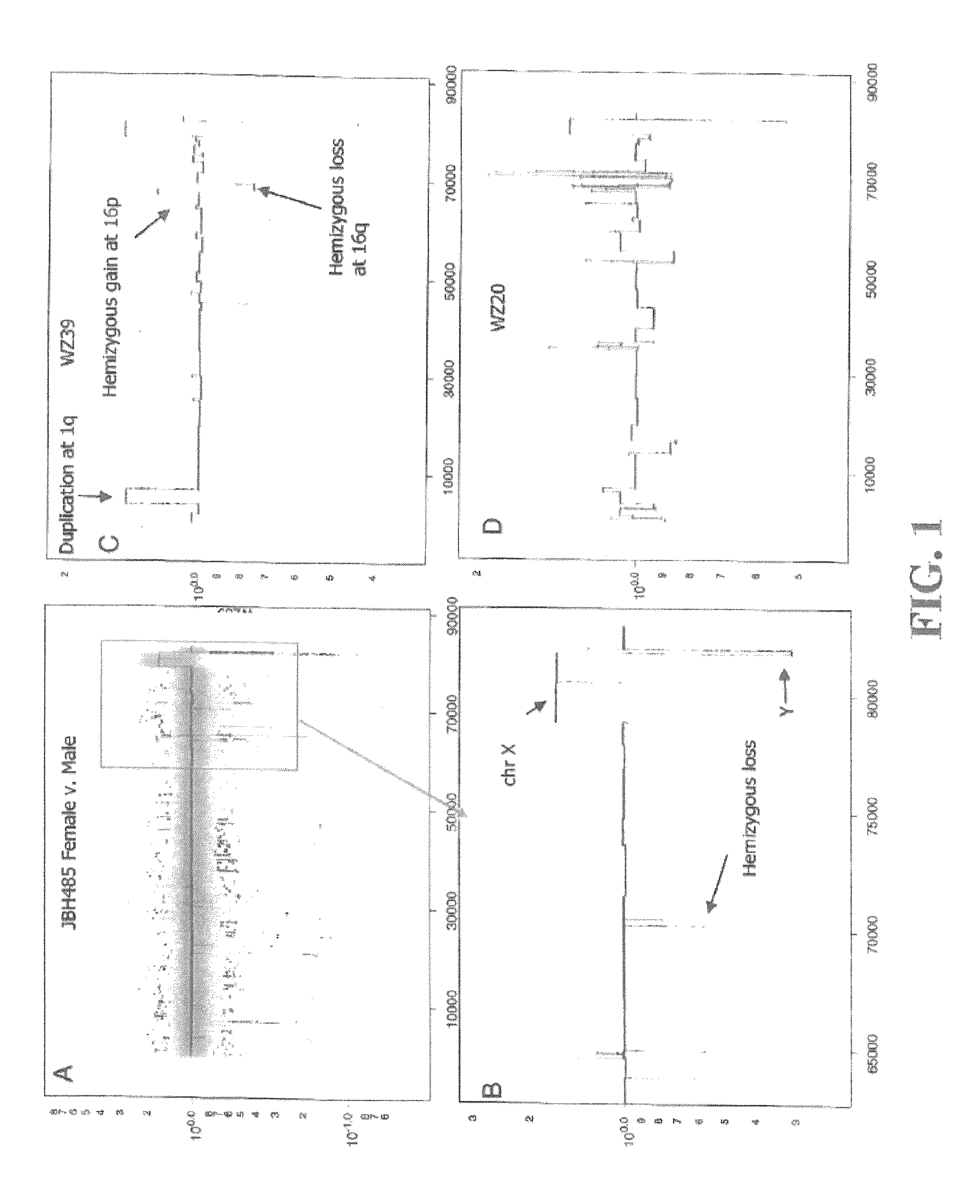 Determining a probabilistic diagnosis of autism by analysis of genomic copy number variations