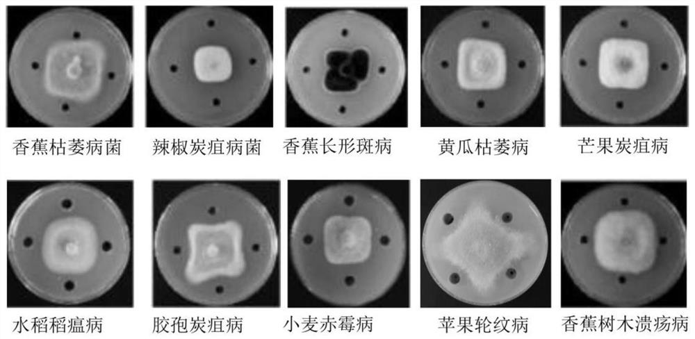 Streptomyces diastatochromogenes capable of resisting banana wilt and application of streptomyces diastatochromogenes