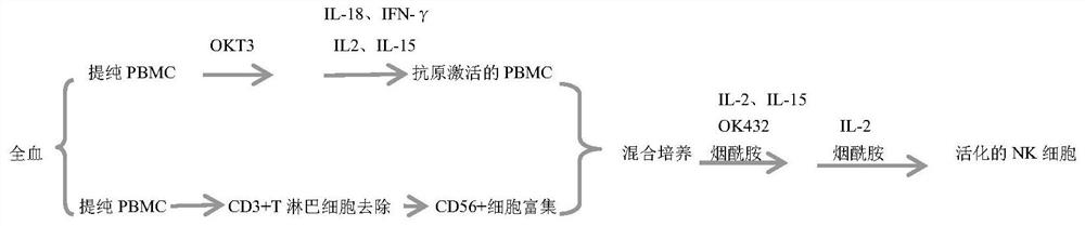 A kind of NK cell with enhanced killing activity and preparation method thereof