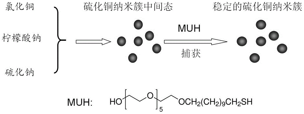 Method for preparing super-stable copper sulfide nano-cluster and application thereof