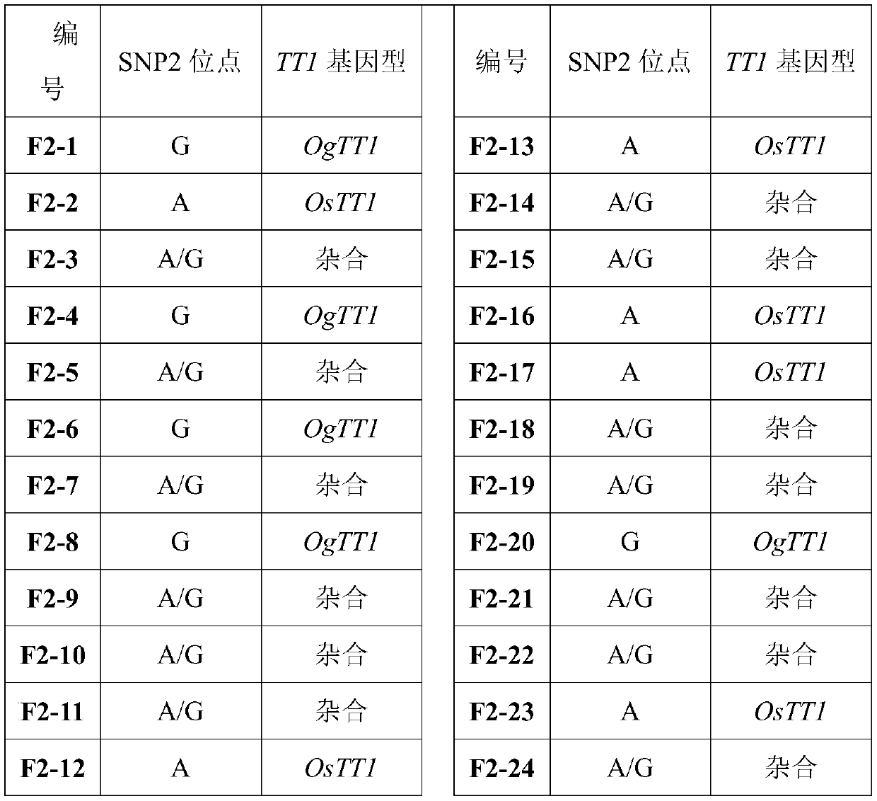 PCR/LDR molecular marker and method for identifying high-temperature-resistant TT1 genotype of rice