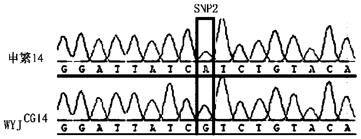 PCR/LDR molecular marker and method for identifying high-temperature-resistant TT1 genotype of rice