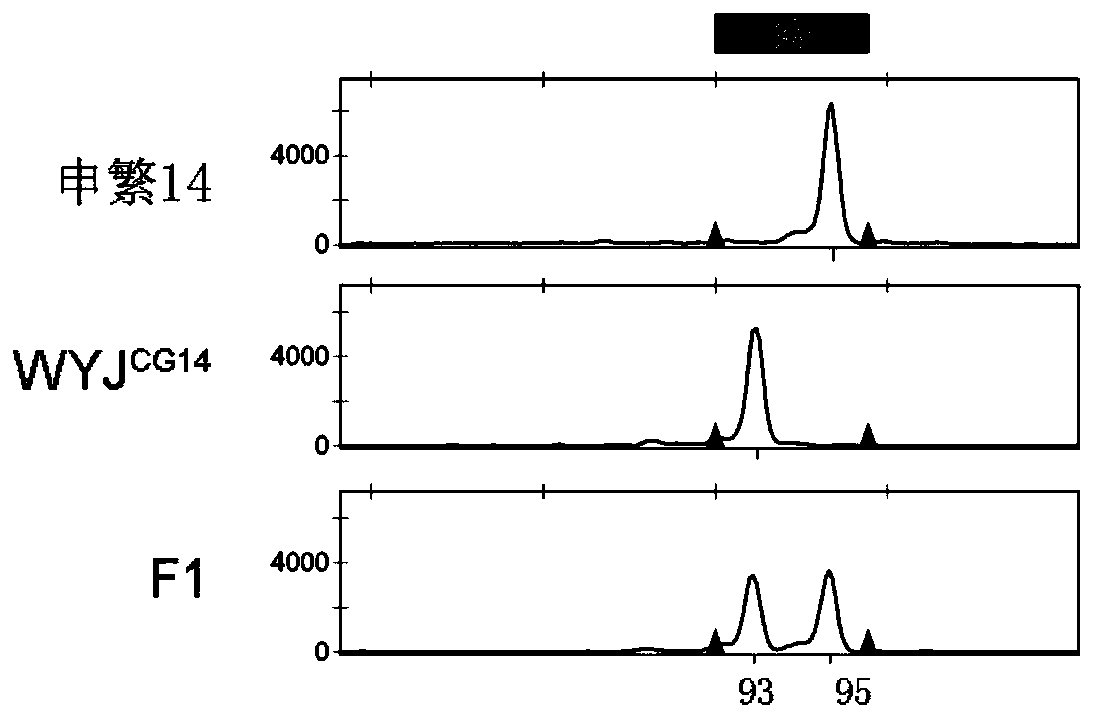 PCR/LDR molecular marker and method for identifying high-temperature-resistant TT1 genotype of rice