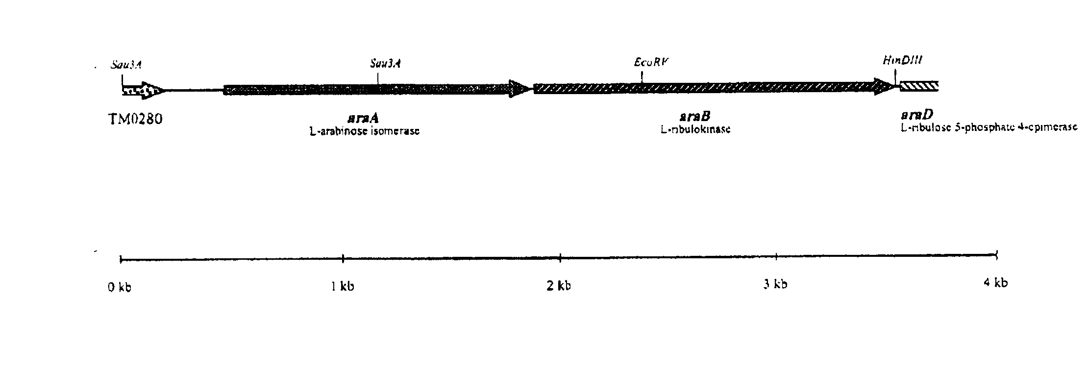 Thermostable isomerase and use hereof, in particular for producing tagatose