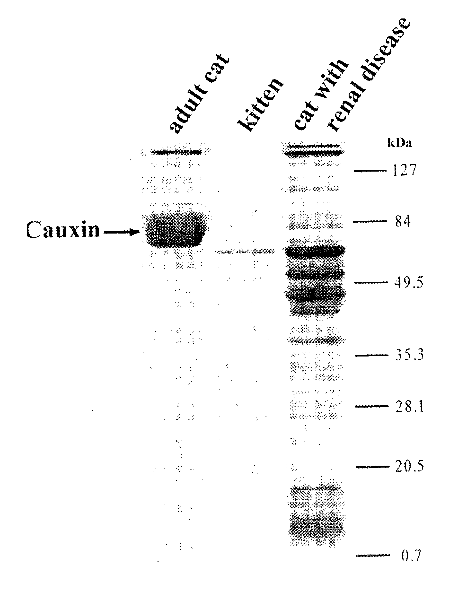 Cat kidney disease marker