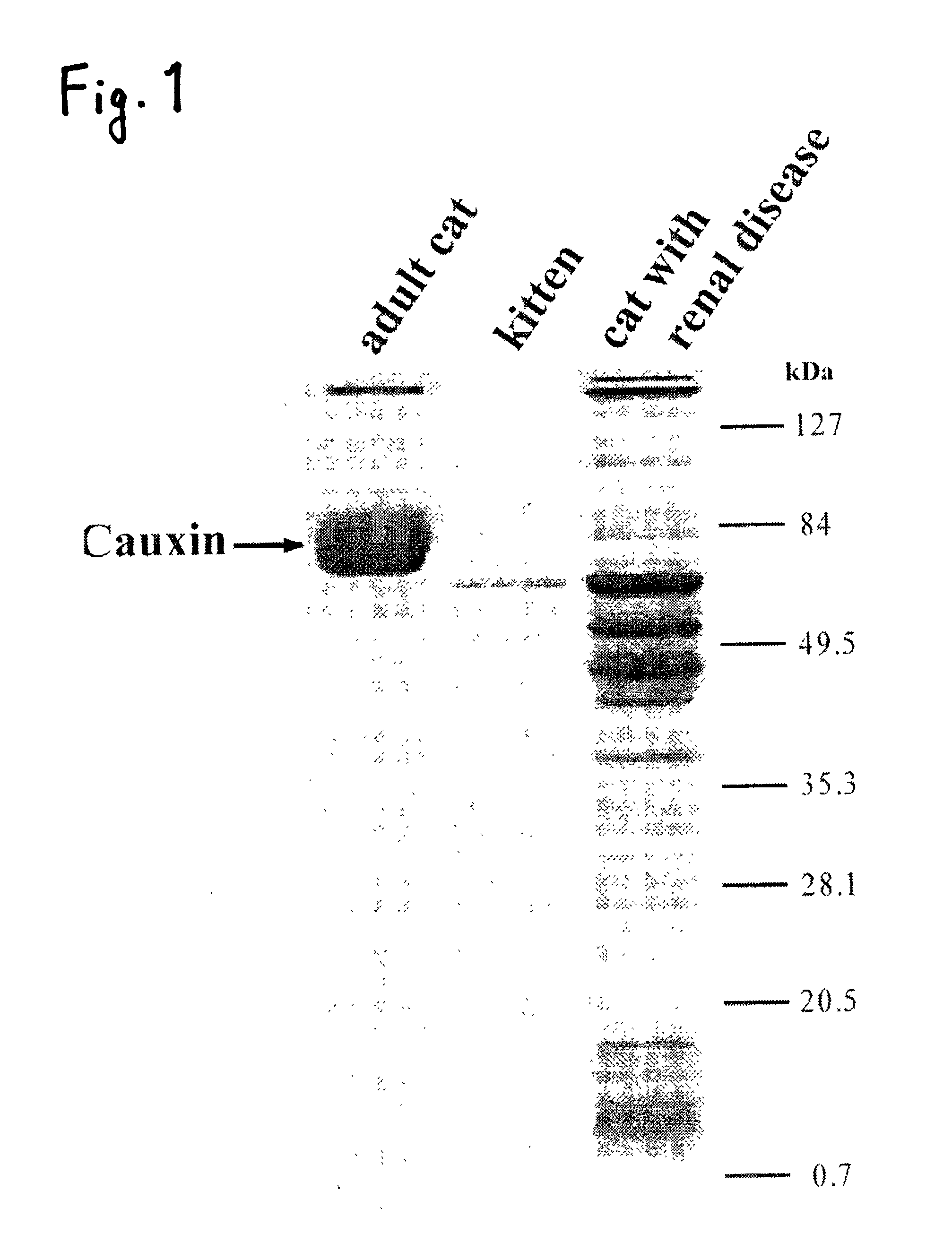 Cat kidney disease marker