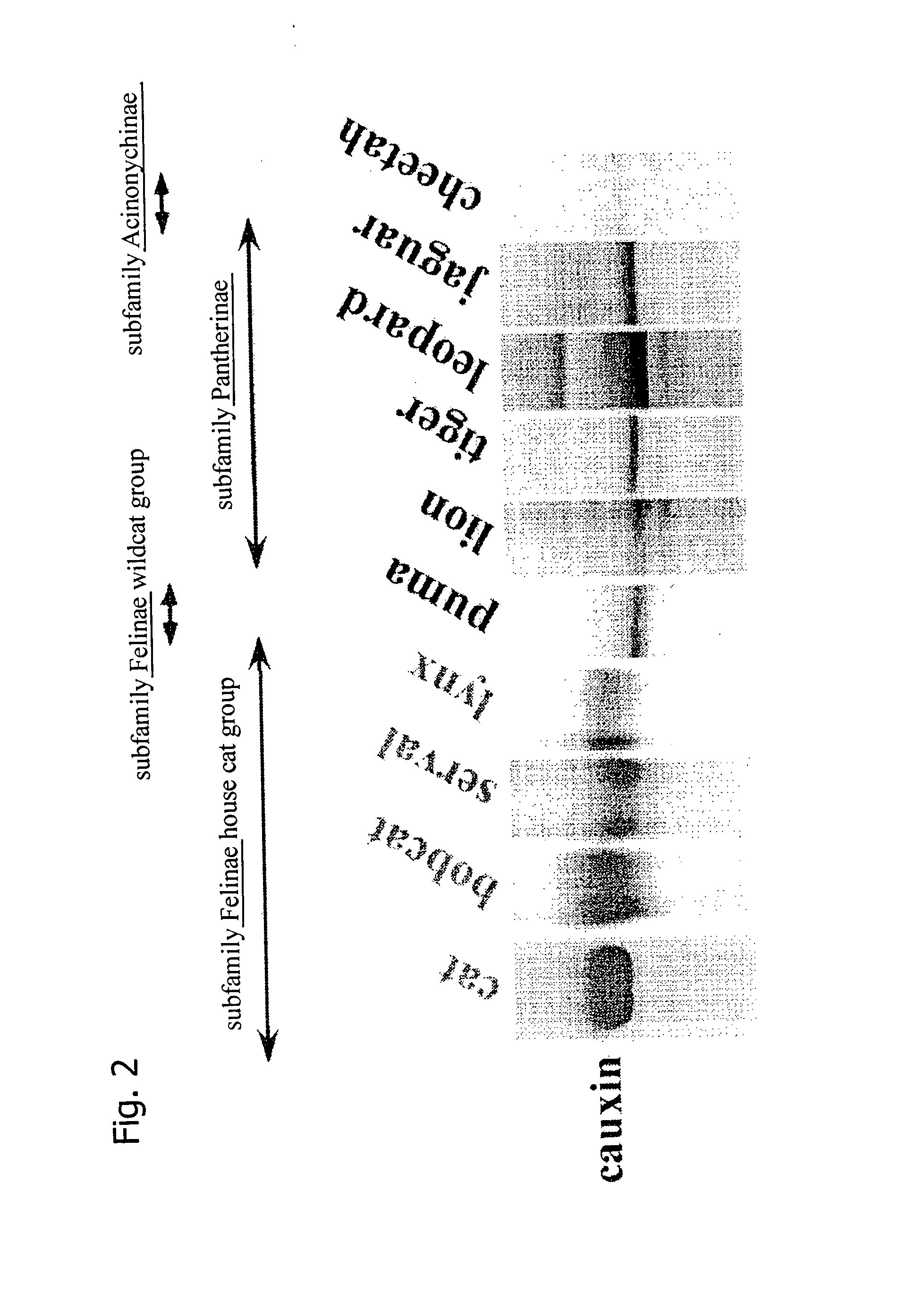 Cat kidney disease marker