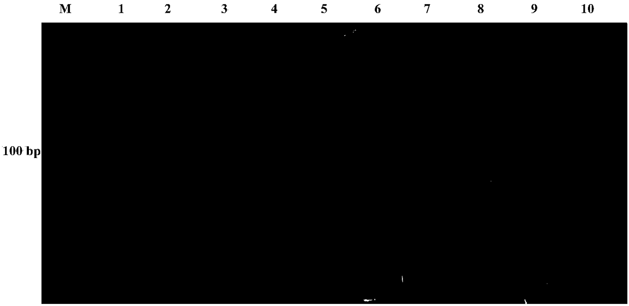 Development and applications of Indel marker capable of distinguishing five pepper cultivated species