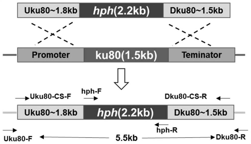 Genetically engineered bacterium of coleophoma sp. with efficient homologous recombination as well as construction method and application of genetically engineered bacterium