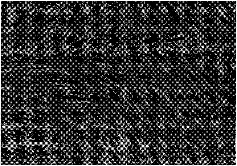 Pharmaceutical application of CYR61 protein