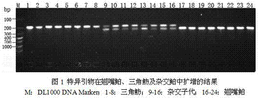 Method of identifying molecules of culter alburnus, triangular bream and hybrid generation of culter alburnus and triangular bream