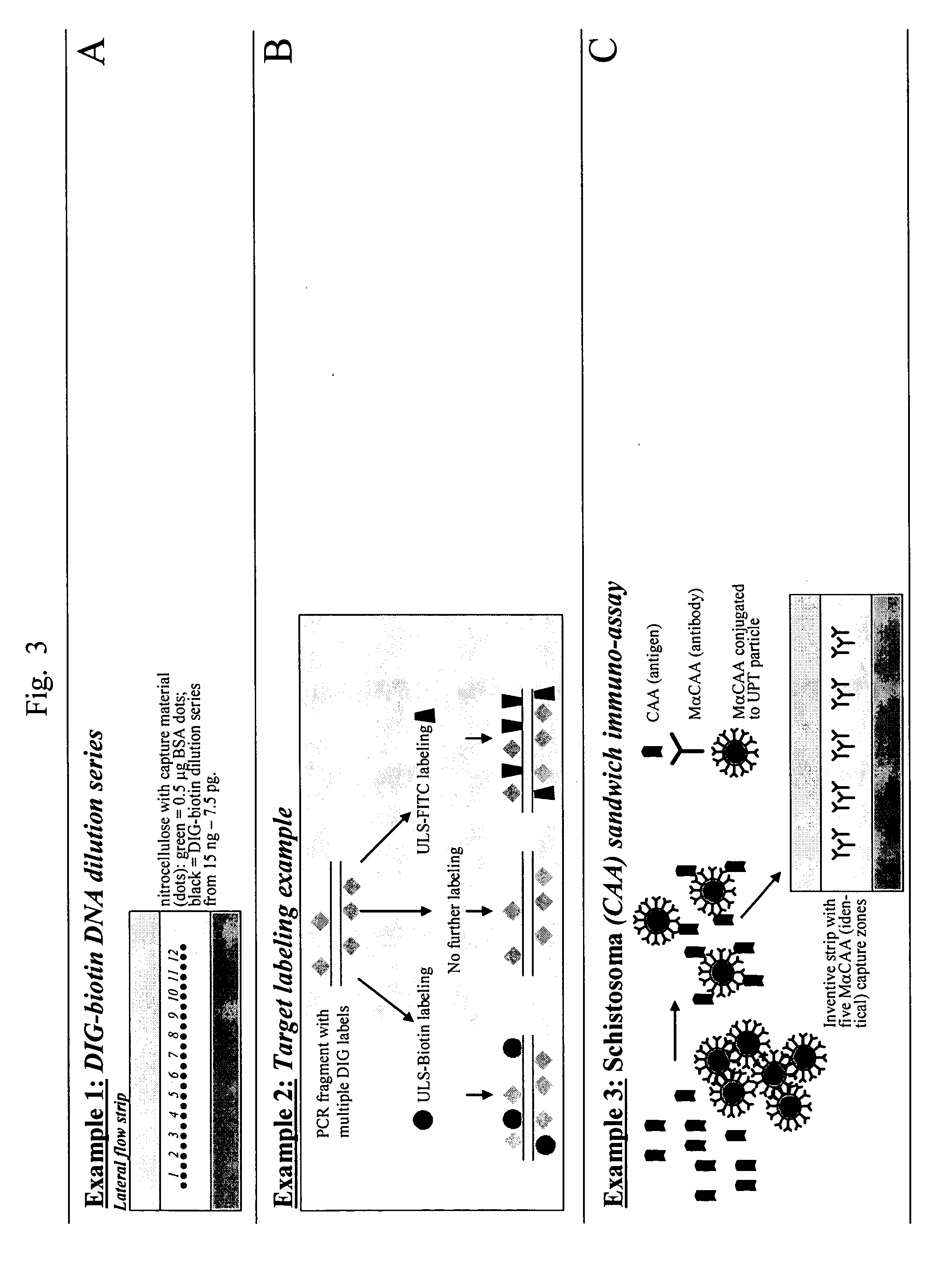 Lateral flow assay device with multiple equidistant capture zones