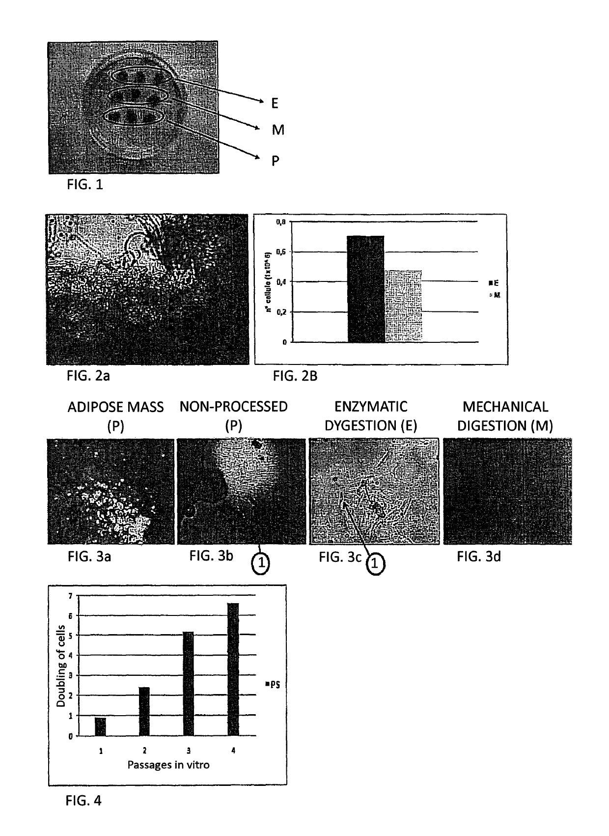 Method of obtaining a population of cells