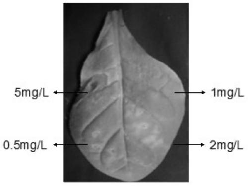 A penicillium protein elicitor eptp and its application in improving plant disease resistance