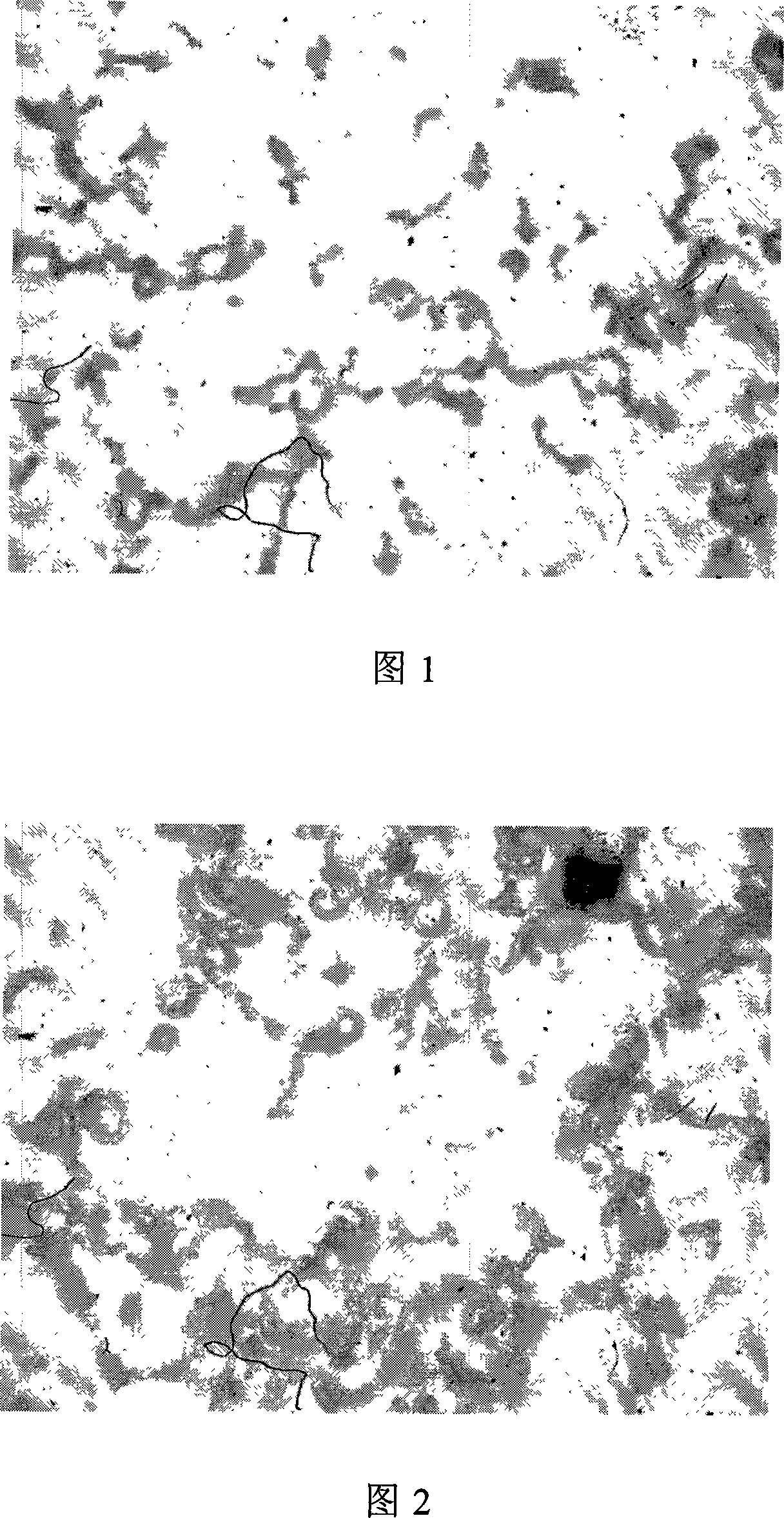 Method for preparation of  spirulina polypeptide