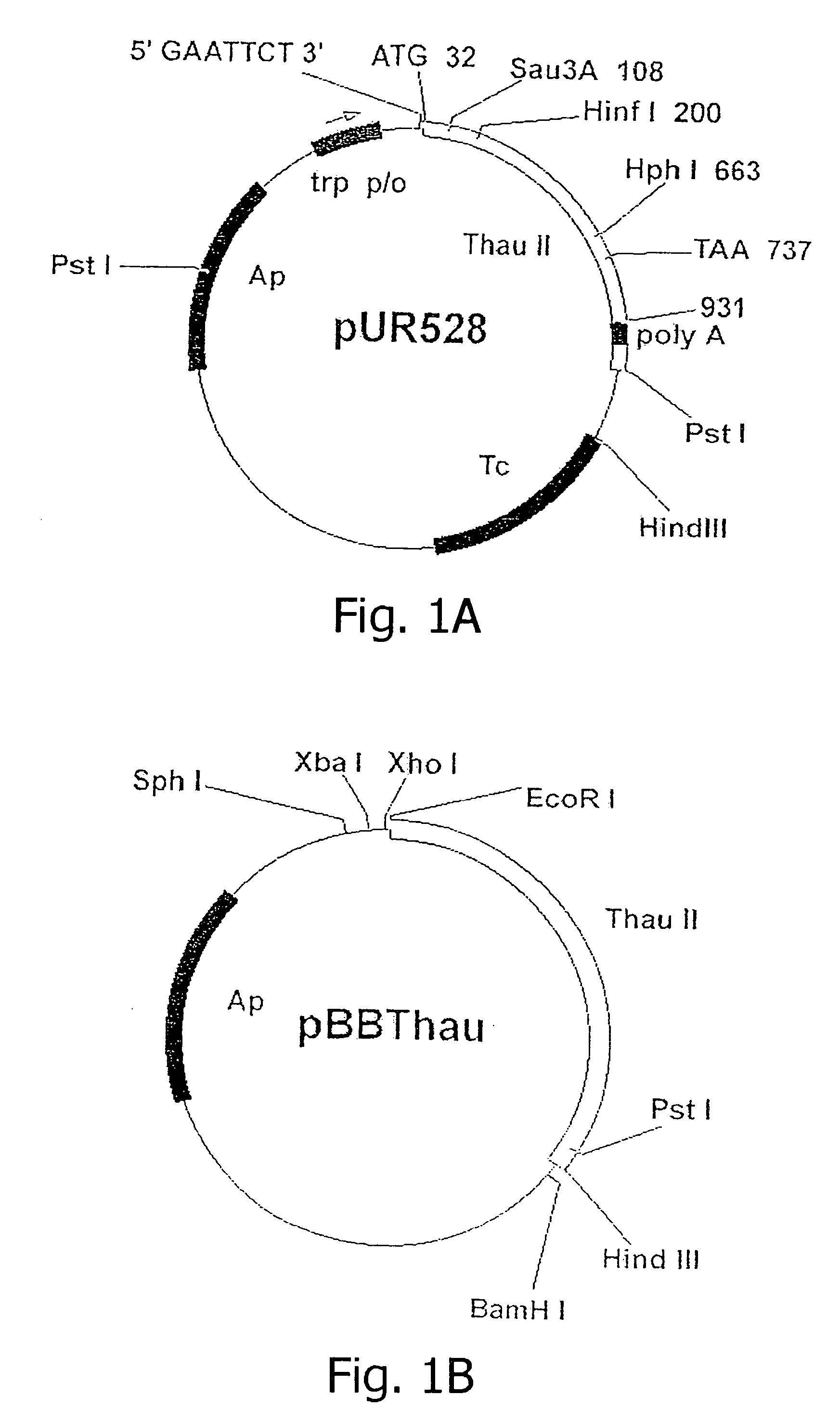 Method for producing a transgenic plant with the aid of agrobacterium thumefaciens