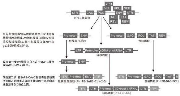 A kind of sars-cov-2 pseudovirus mouse in vivo packaging system and preparation method thereof