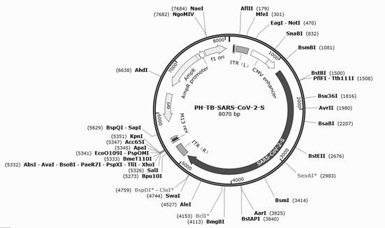 A kind of sars-cov-2 pseudovirus mouse in vivo packaging system and preparation method thereof