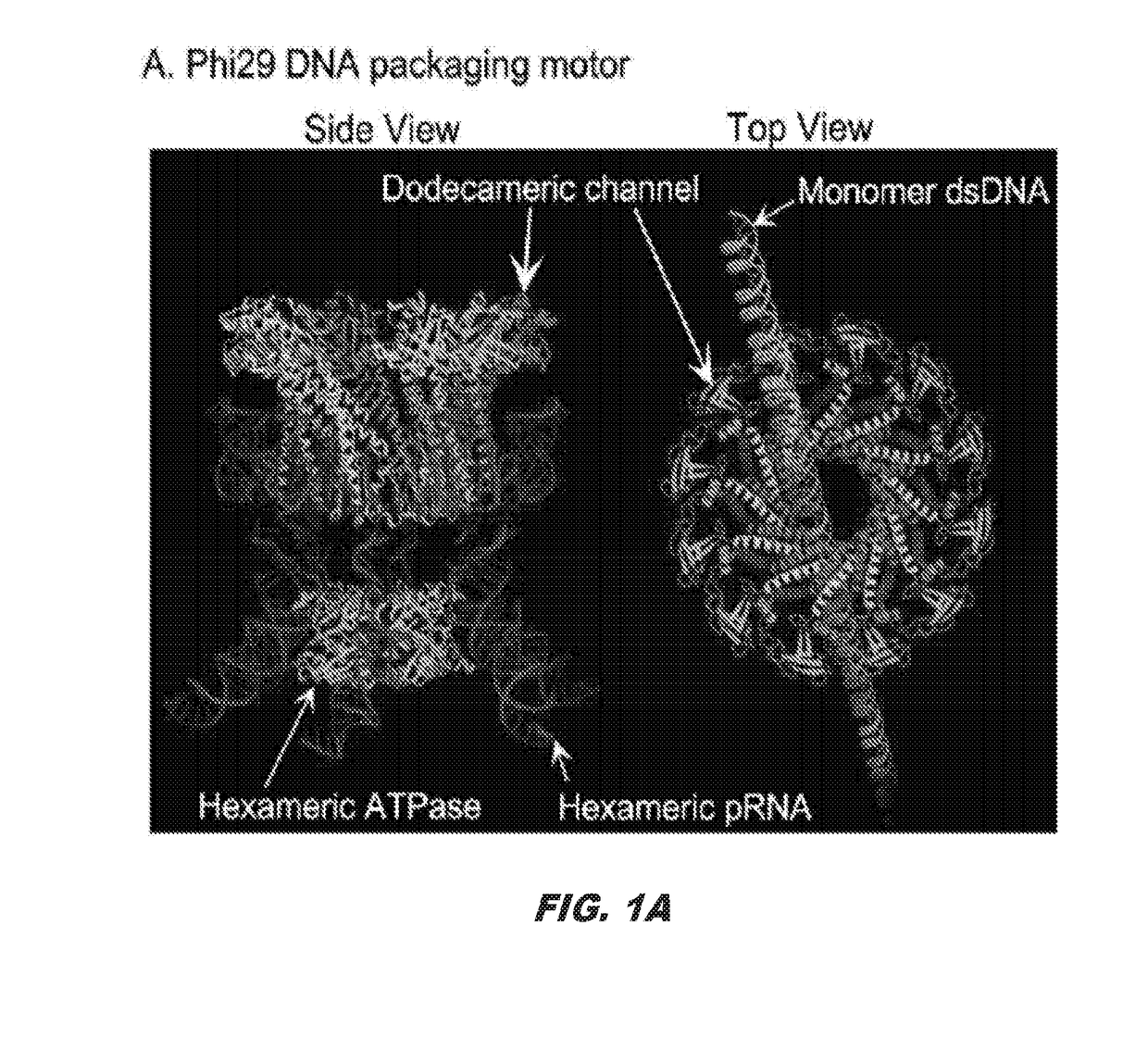 Method for designing compounds and compositions useful for targeting high stoichiometric complexes to treat conditions, including treatment of viruses, bacteria, and cancers having acquired drug resistance