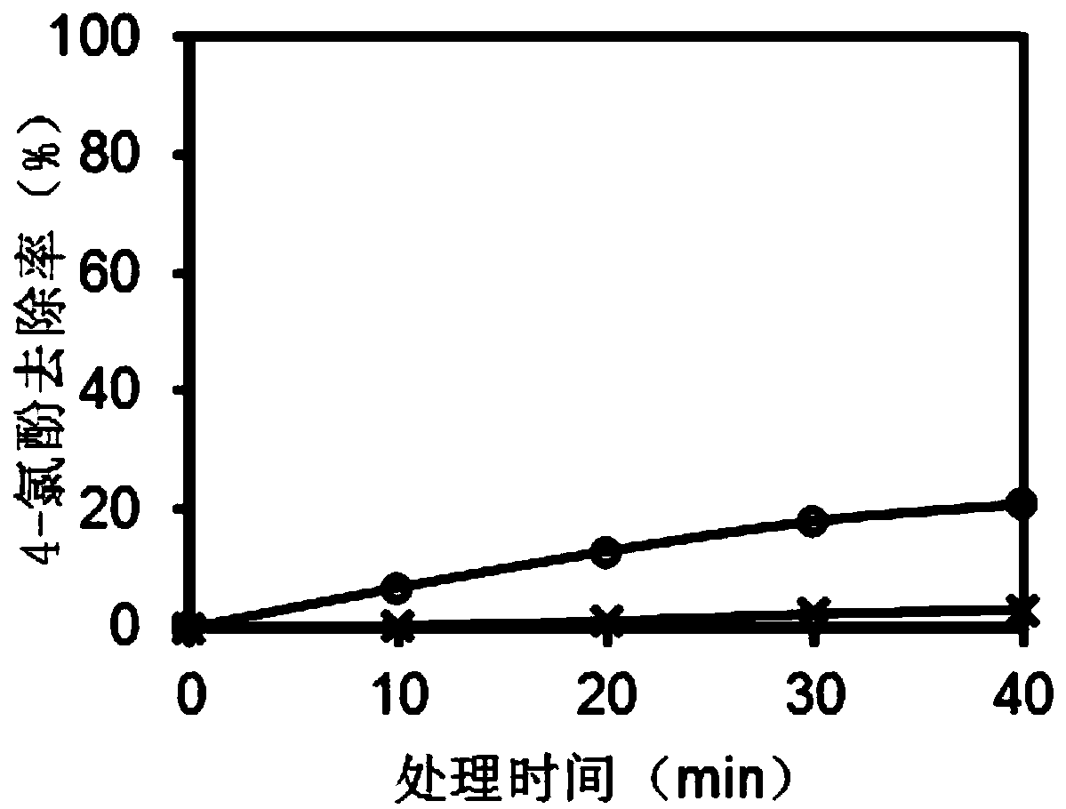 Device for treating chlorophenol wastewater by ultrasonic-assisted active membrane electrode and treatment method