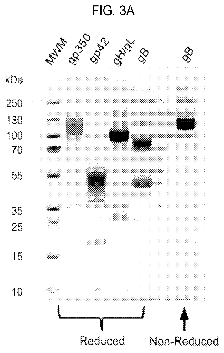 Epstein Barr virus antibodies, vaccines, and uses of the same