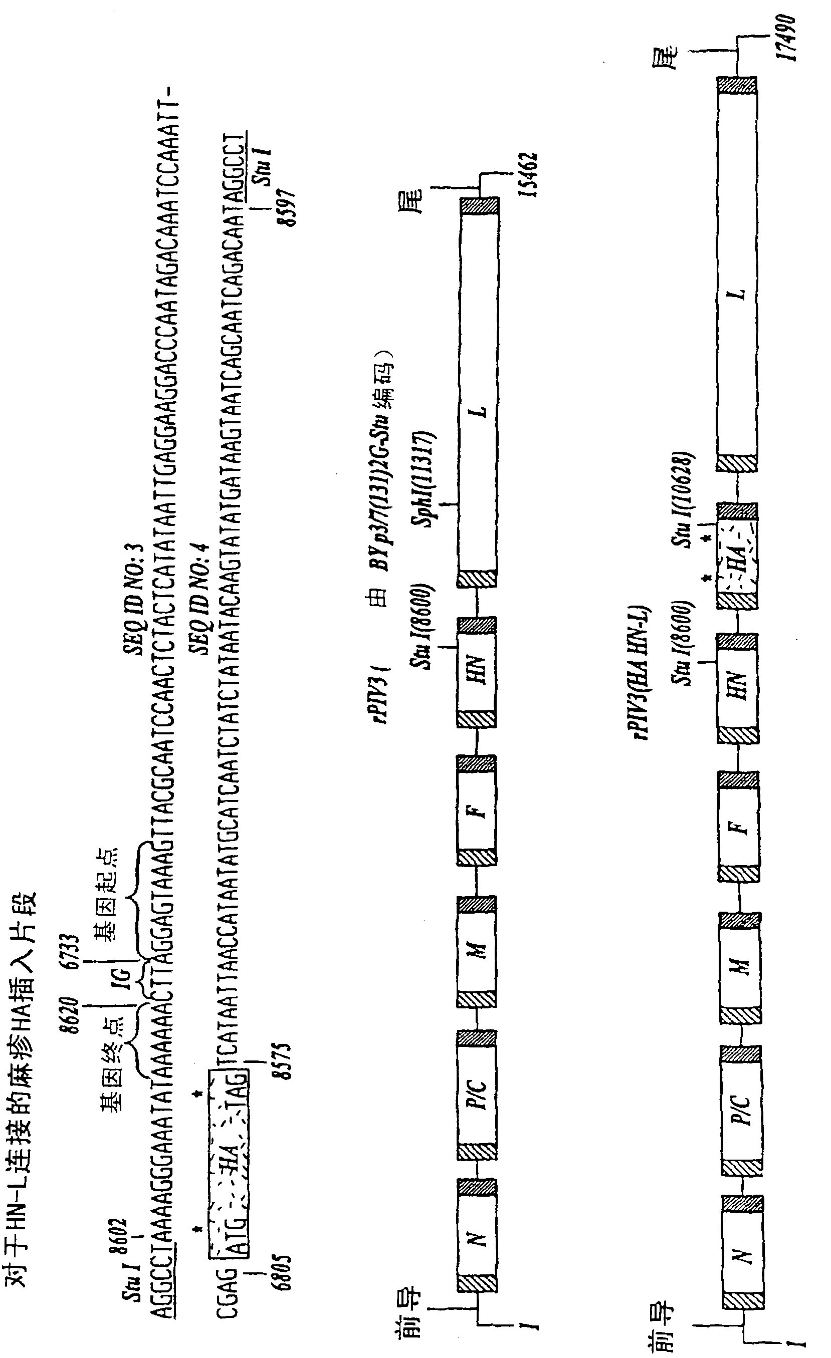 Use of recombinant parainfluenza viruses (PIVs) as vectors to protect against infection and disease caused by PIV and other human pathogens