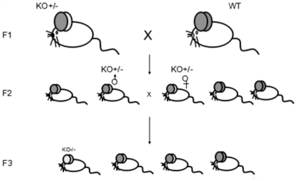 Method for preparing retinopathy non-human mammal model and application of mammal model