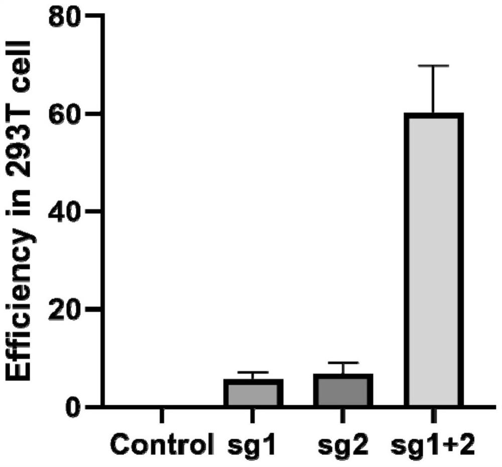 Method for preparing retinopathy non-human mammal model and application of mammal model