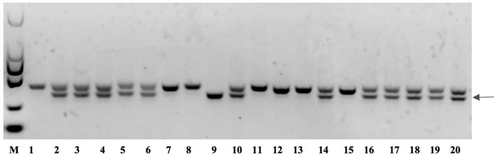 Method for preparing retinopathy non-human mammal model and application of mammal model