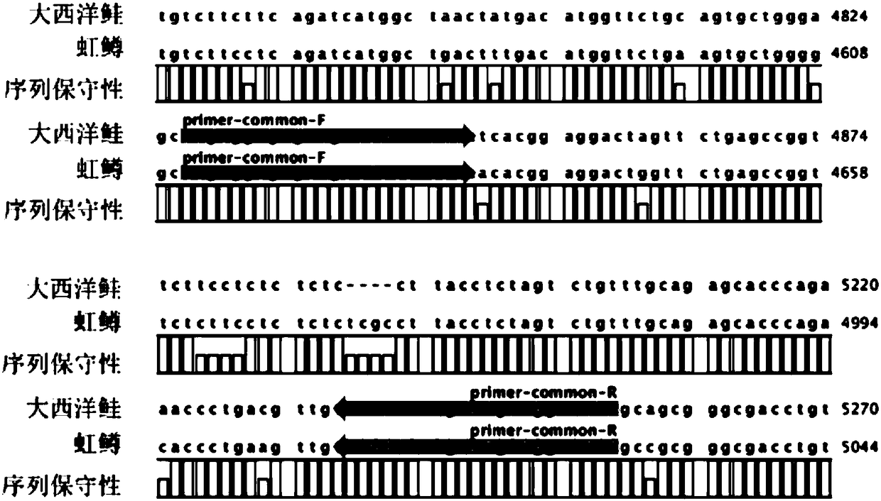 A biosensing assay for the identification of Atlantic salmon and rainbow trout