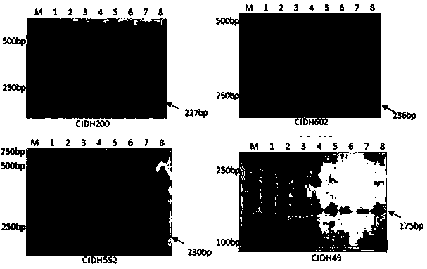 Method for identifying reality and purity of pepper male sterile three-line mating hybrids based on InDel (insertion-deletion) molecular markers