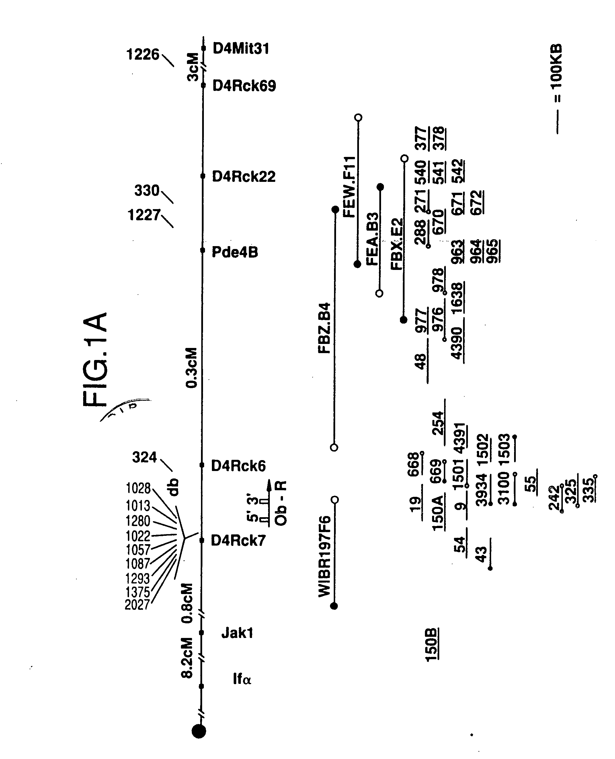 Db, the receptor for leptin, nucleic acids encoding the receptor, and uses thereof